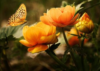 Come decorare la propria casa con una pianta