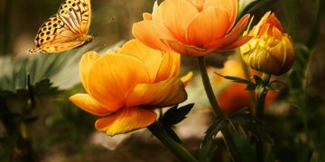 Come decorare la propria casa con una pianta