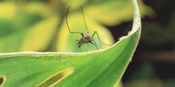Eliminare le zanzare in giardino: come?