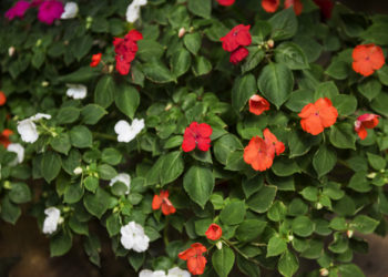 Costruire un giardino sulla propria terrazza