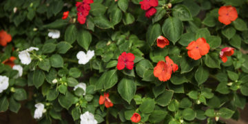 Costruire un giardino sulla propria terrazza