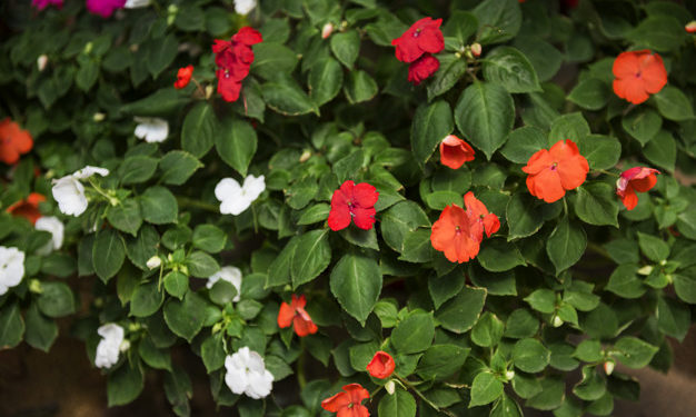 Costruire un giardino sulla propria terrazza