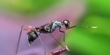 Formiche in giardino o in casa? Come eliminarle in modo naturale