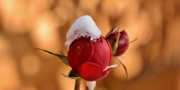 Inverno: come preparare il giardino