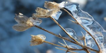 Freddo e gelo: come proteggere le piante