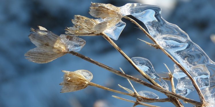 Freddo e gelo: come proteggere le piante