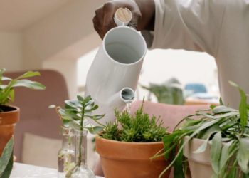 Come annaffiare in modo corretto i fiori in casa