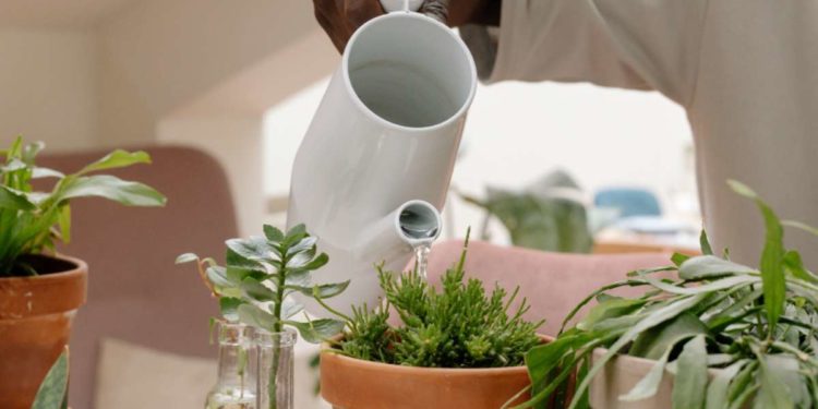 Come annaffiare in modo corretto i fiori in casa