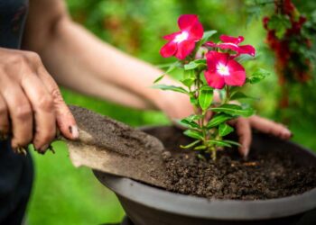 I fiori da piantare oggi per vederli rigogliosi nei prossimi mesi