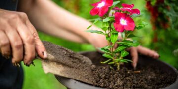 I fiori da piantare oggi per vederli rigogliosi nei prossimi mesi
