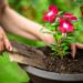 I fiori da piantare oggi per vederli rigogliosi nei prossimi mesi