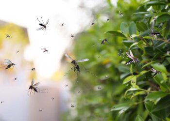 Come allontanare le zanzare: Alcuni consigli pratici