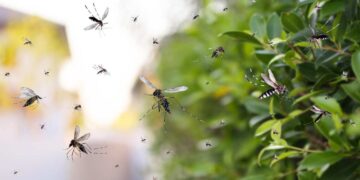 Come allontanare le zanzare: Alcuni consigli pratici