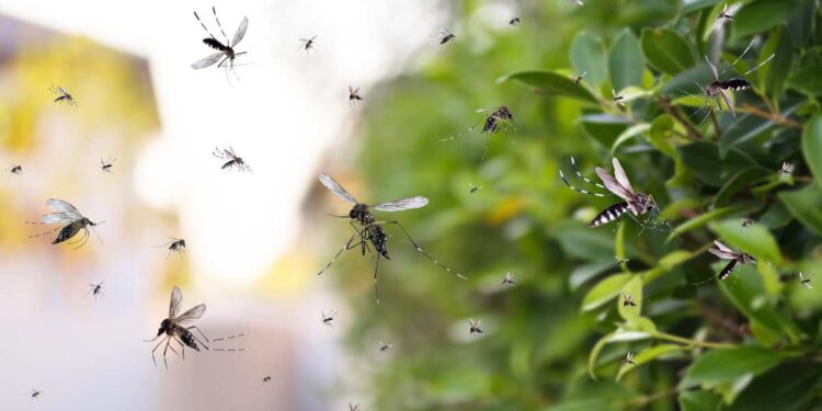 Come allontanare le zanzare: Alcuni consigli pratici