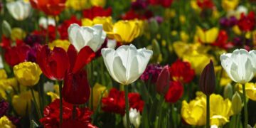 Fungicidi naturali per giardino e orto: soluzioni efficaci e sostenibili contro le malattie delle piante