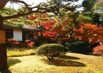 Colori e Calore: Come rendere il tuo giardino meraviglioso per l’autunno