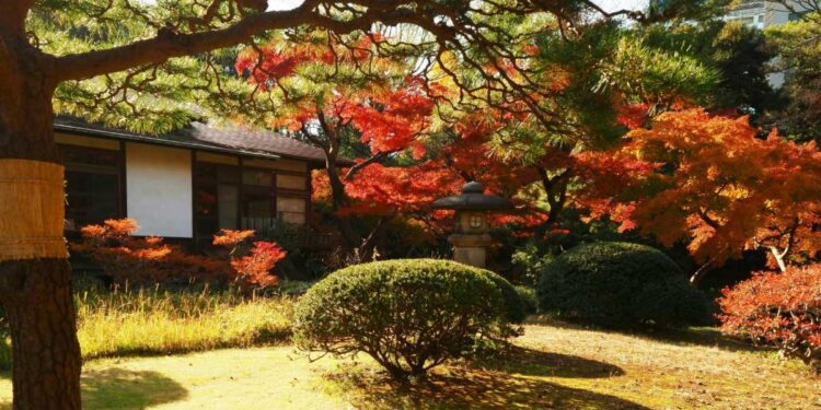 Colori e Calore: Come rendere il tuo giardino meraviglioso per l’autunno
